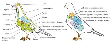 Специализированные органы для сохранения воды у птиц