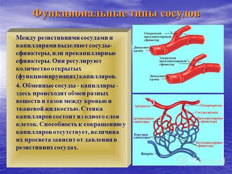 Специальная структура кровоносных сосудов