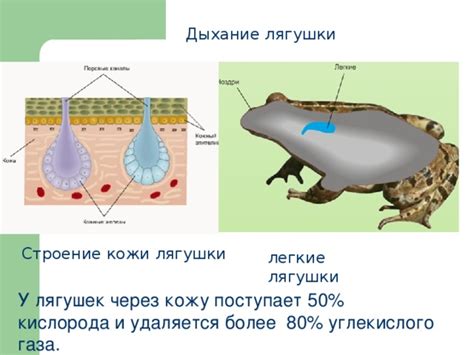 Специальные адаптации для кожного дыхания у лягушек