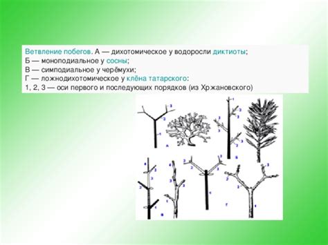 Специфика ветвления у сосны