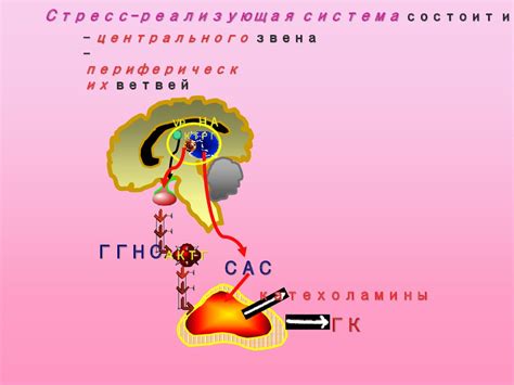 Специфические состояния организма