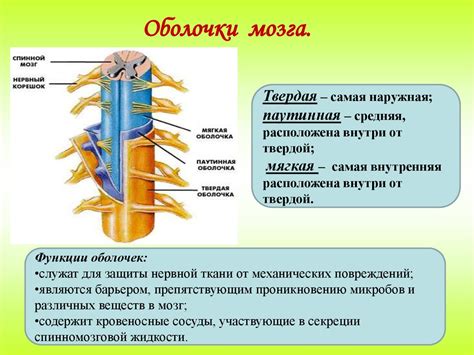 Спинной мозг и его функции