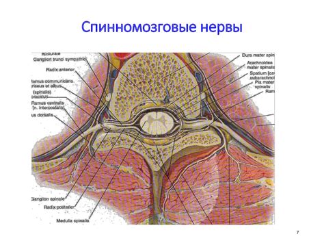 Спинномозговые нервы: смешанный тип и его значение