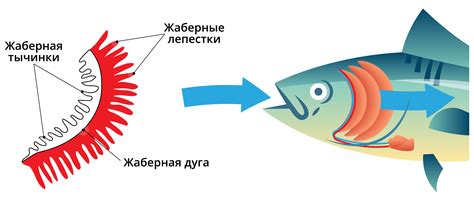 Спокойствие и глубина мысли у рыб