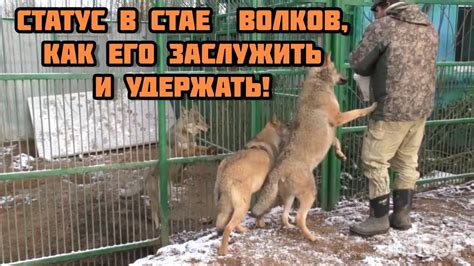 Способности вожака и его роль в стае