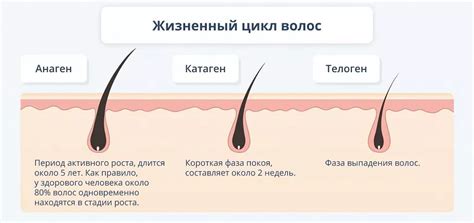 Способы восстановления луковиц волос у женщин на голове