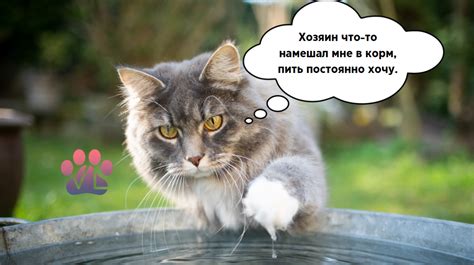 Способы заставить котенка пить