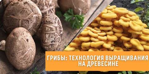 Способы использования мицелия