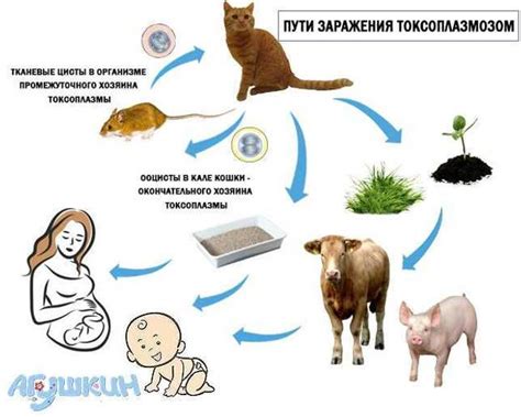 Способы передачи токсоплазмоза от животных к человеку