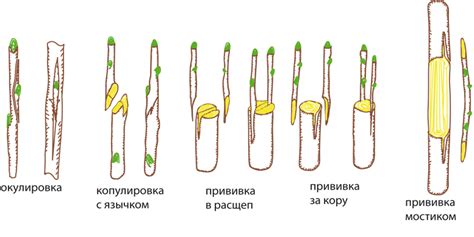 Способы получения прививки