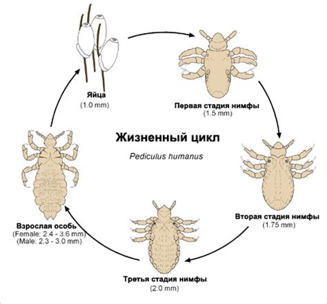 Способы проникновения вши