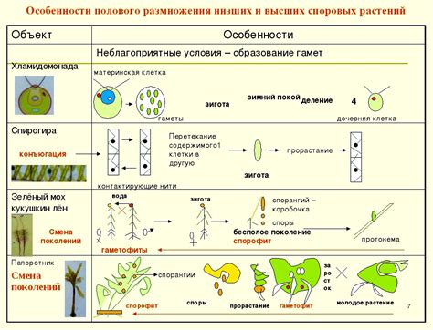 Способы размножения виолета на Докучаева