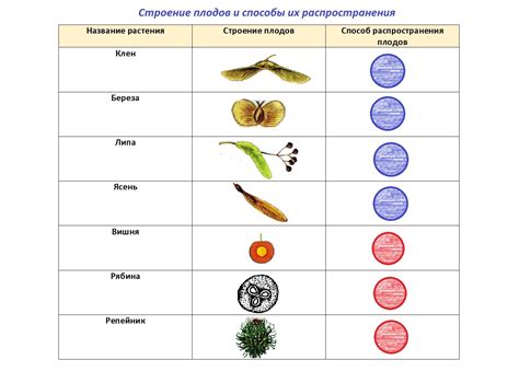 Способы распространения и продвижения