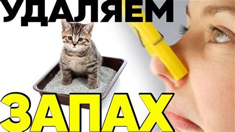 Способы удаления запаха кошачьей мочи