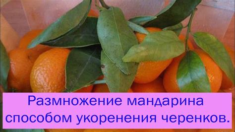 Способы укоренения веточки мандарина