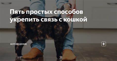 Способы укрепить связь с хозяином