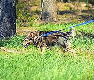 Способы устранения ночного воя собаки