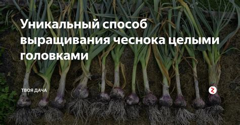 Способы хранения чеснока: с целыми головками или зубчиками