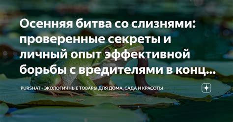 Способы эффективной борьбы с сечкой дома