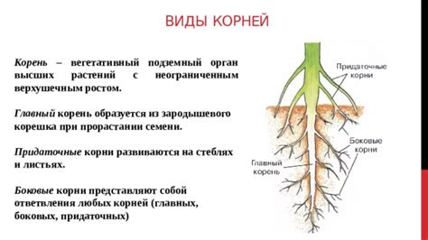 Способ 2: Химическое воздействие на корни растения