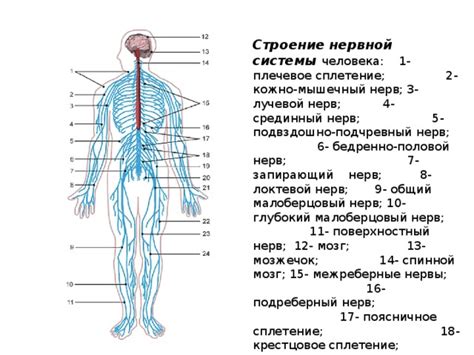 Спутывание нервных окончаний