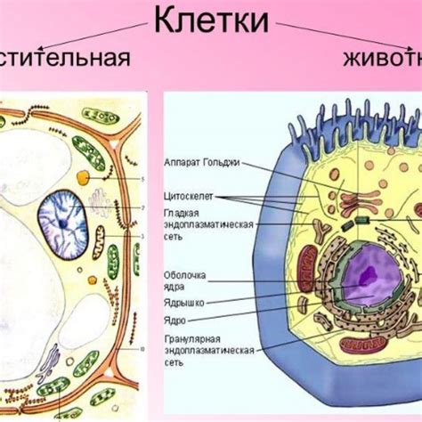 Сравнение Лукас и Бош: чем отличаются