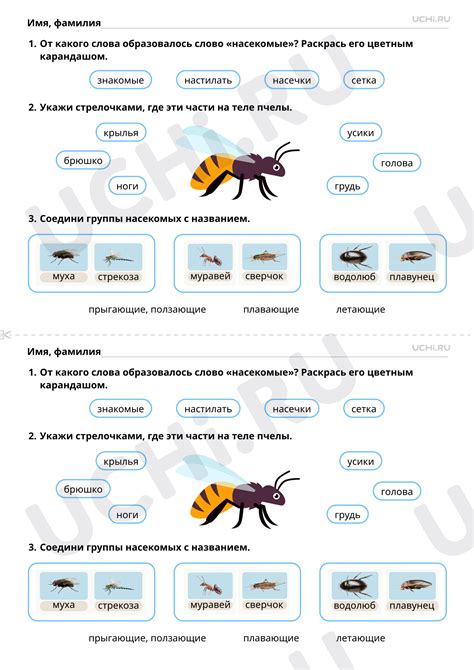 Сравнение внешнего вида сороки и белобокой