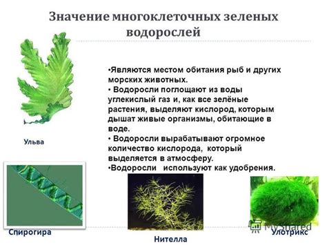 Сравнение водорослей с другими растениями