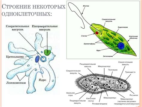 Сравнение движения амебы и макрофага