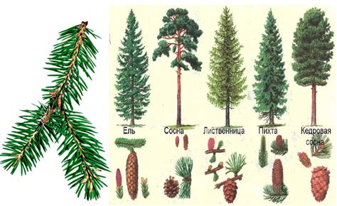 Сравнение лиственницы с другими видами хвойных деревьев