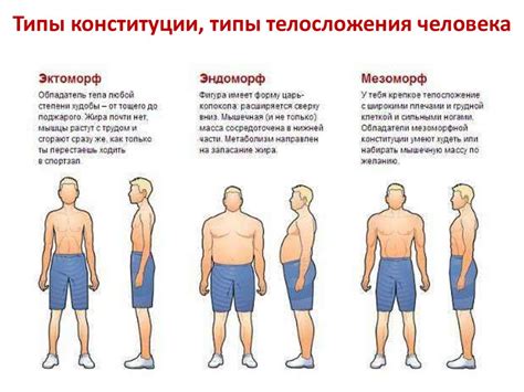 Сравнение размеров тела взрослых и птенцов стрижей