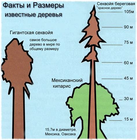 Сравнение ясеня с другими деревьями без листьев