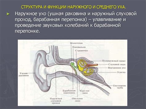 Среднее ухо: структура и функции