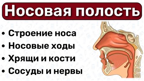 Средства и методы разгрузки носовой полости