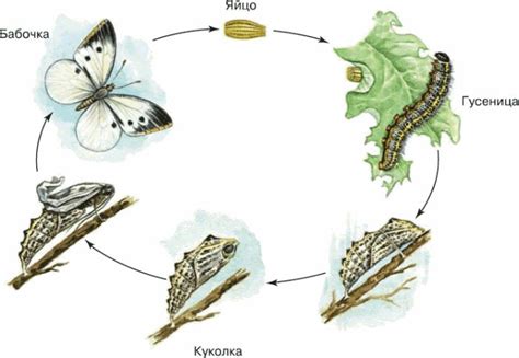 Стадии превращения Вупсеня и Пупсеня в бабочек