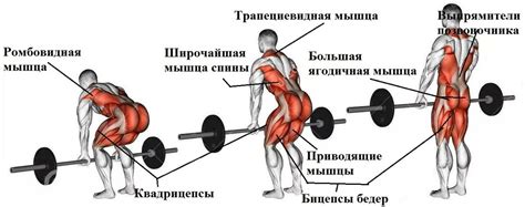 Становая тяга: укрепляет мышцы ног и ягодицы