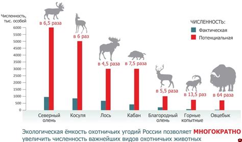 Статистика популяции носорогов в России и в мире