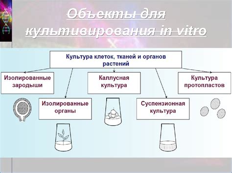 Статическое сжатие клеток и тканей