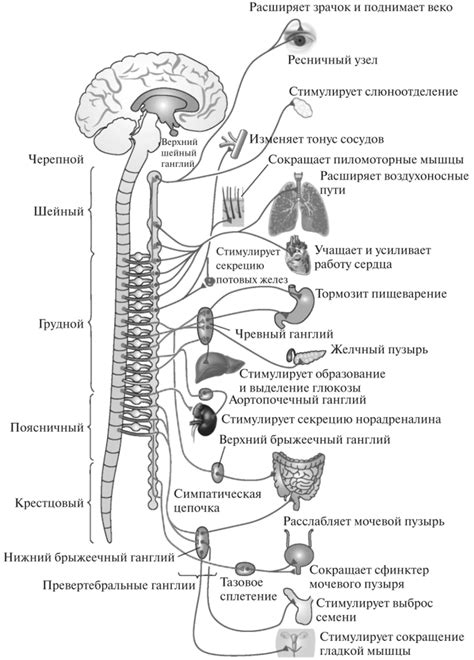 Стимуляция нервной системы и улучшение настроения