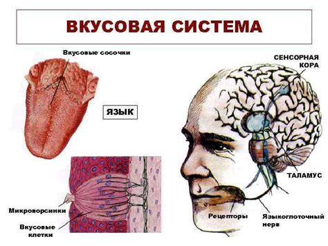 Стимуляция сенсорной системы