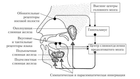 Стимуляция слюнных желез