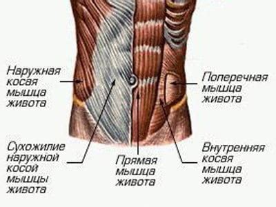 Странички для проработки мышц боковых стенок живота