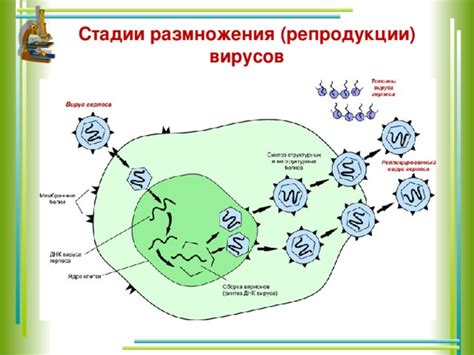 Стратегии вирусов для размножения и выживания