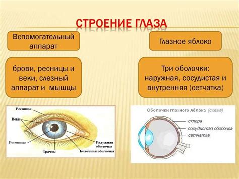 Стресс и напряжение глазного аппарата при использовании ноутбука