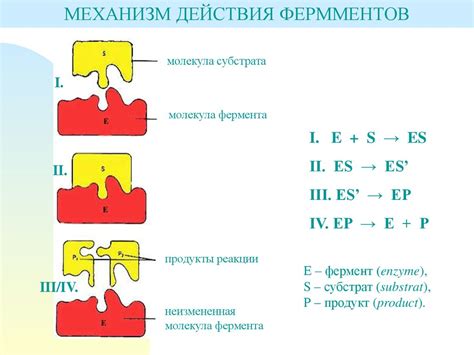 Строение и механизм действия