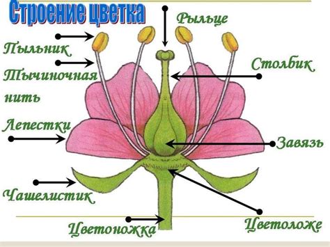 Строение и основные части дхупии