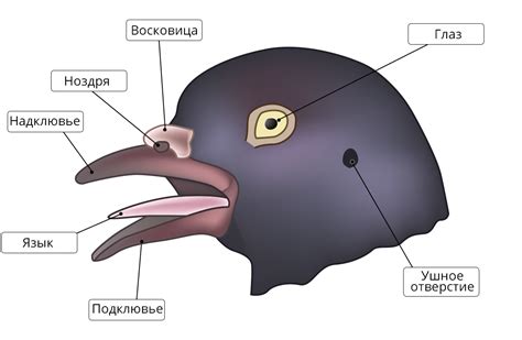 Строение и размеры клюва