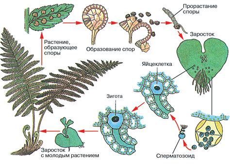 Строение и физиология папоротников