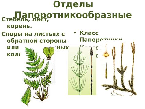 Строение и функции низших растений