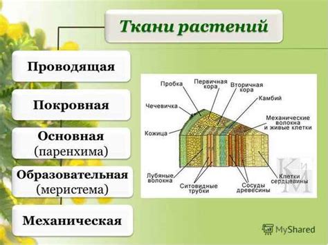 Строение и функции растений